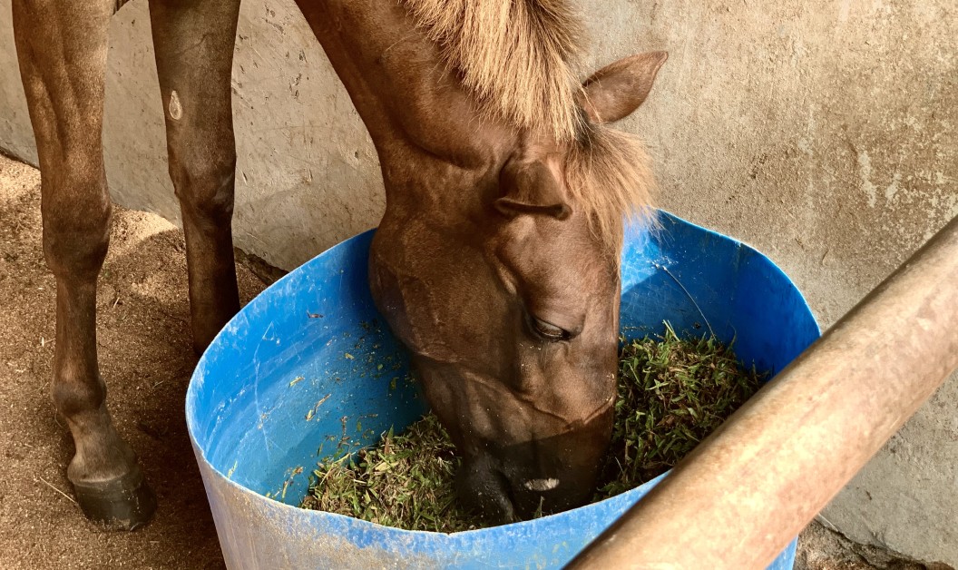 Common Horse Feeding Mistakes